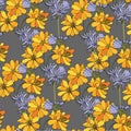 Chicory cosmos seamless pattern. Yellow blue flower on grey botanical art design stock vector illustration